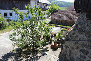 Bild: Baum am Aufgang zum Appartement